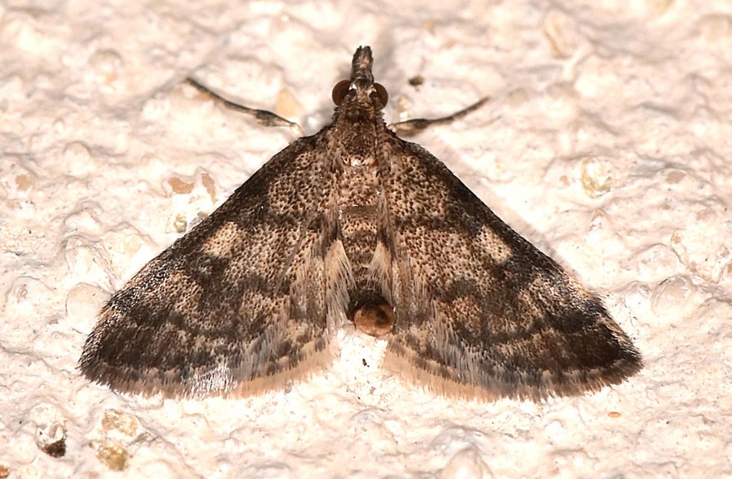 farfalla corsa: Metasia ophialis - Crambidae